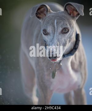 Whippet Hund trainieren und spielen im Schnee. Stockfoto