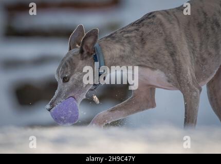 Whippet Hund trainiert im Schnee mit einem Gummiball. Stockfoto