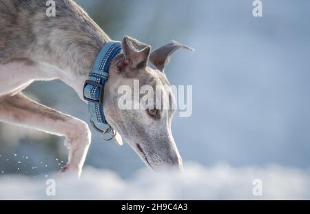 Whippet Hund trainieren und spielen im Schnee. Stockfoto