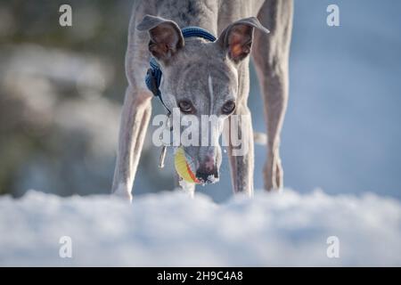 Whippet Hund trainiert im Schnee mit einem Gummiball. Stockfoto