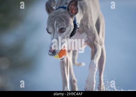 Whippet Hund trainiert im Schnee mit einem Gummiball. Stockfoto