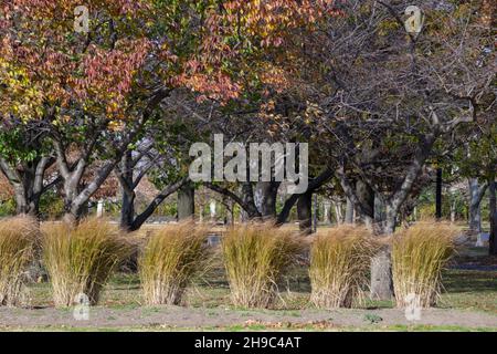 Hohes braunes Gras, das 2021 an einem späten Herbsttag im Wind weht. Im Flushing Meadows Corona Park in Queens, New York City. Stockfoto