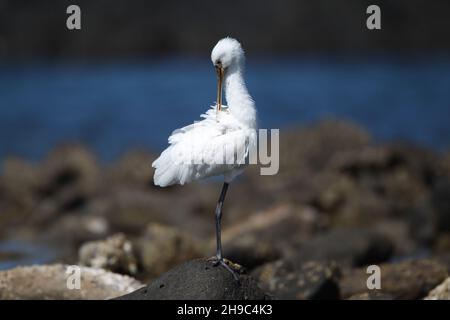 Es gibt eine Reihe von Löffeln auf Lanzarote, wo sie Winter und Migration durch andere Jahreszeiten. Ein großer weißer Wasservögel mit löffelförmigem Schnabel. Stockfoto