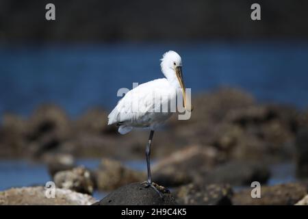 Es gibt eine Reihe von Löffeln auf Lanzarote, wo sie Winter und Migration durch andere Jahreszeiten. Ein großer weißer Wasservögel mit löffelförmigem Schnabel. Stockfoto