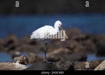 Es gibt eine Reihe von Löffeln auf Lanzarote, wo sie Winter und Migration durch andere Jahreszeiten. Ein großer weißer Wasservögel mit löffelförmigem Schnabel. Stockfoto