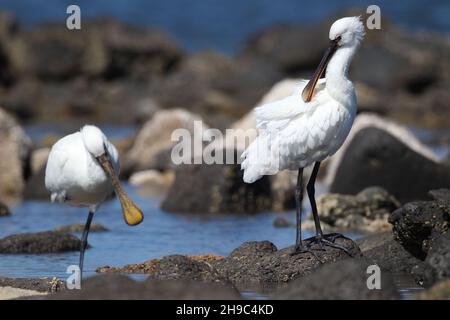 Es gibt eine Reihe von Löffeln auf Lanzarote, wo sie Winter und Migration durch andere Jahreszeiten. Ein großer weißer Wasservögel mit löffelförmigem Schnabel. Stockfoto