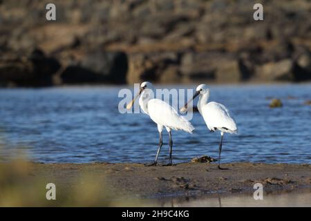 Es gibt eine Reihe von Löffeln auf Lanzarote, wo sie Winter und Migration durch andere Jahreszeiten. Ein großer weißer Wasservögel mit löffelförmigem Schnabel. Stockfoto