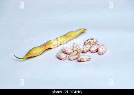 Rajma-Bohnen oder rote Kidney-Bohnen auf weißem Hintergrund, Satara, Maharashtra, Indien Stockfoto