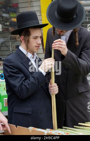 Vor dem Feiertag in Sukkot inspizieren 2 orthodoxe jüdische Männer eine Palmwedel, die in Feiertagsritualen verwendet wird. An der Lee Ave. In Williamsburg, Brooklyn, NYC. Stockfoto