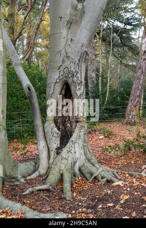 Eine Höhle in einer Buche, Fagus sylvatica, im Wald von Norfolk. Stockfoto