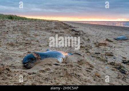 Totes Schweinswal, Phocoena phocoena und die Robbe Phoca vitulina wurden nach dem Sturm Arwen an der Ostufer der Wash in Norfolk ausgewaschen. Stockfoto