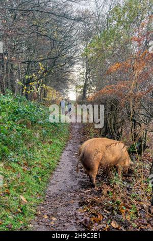 Menschen auf einem Landspaziergang nähern sich einem Tamworth-Schwein des Wild Ken Hill Rewilding-Projekts, das sich in Wäldern bei Ken Hill, Norfolk, verwurzelt. Stockfoto