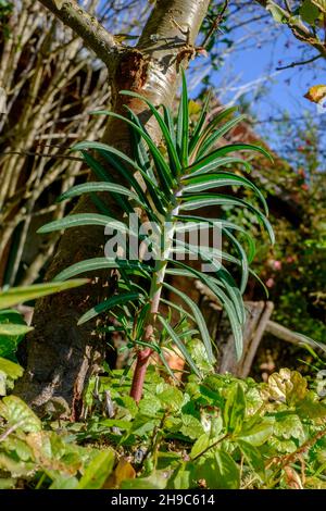 Kleine Kapern-Sperber-Sperber-Eschumorbia-Lathyris wächst im ländlichen Garten zala County ungarn Stockfoto