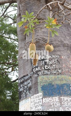 Der Internetbaum. In einem Bereich, in dem Kommunikation manchmal unzuverlässig ist, werden Meldungen und Anzeigen auf einen Baobab-Baum gemalt. Lamin, Der Repu Stockfoto