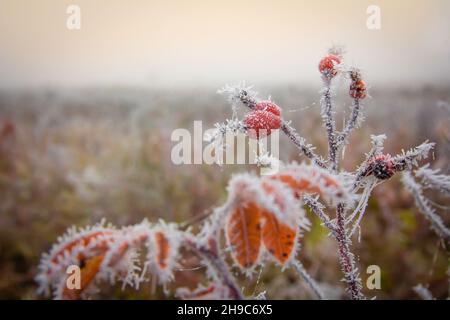 Eisiger Frost bedeckte einen Zweig von Hagebutten mit roten Früchten in der Morgendämmerung in einem nebligen Herbstfeld Stockfoto