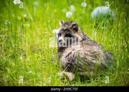 Niedliche flauschige Waschbär Hund sitzt im grünen Gras Stockfoto