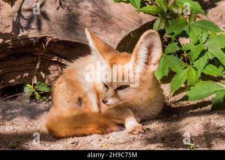 Fennec-Fuchs oder Wüstenfuchs aus der Nähe, niedlicher kleiner Fuchs schlafend gewellt Stockfoto