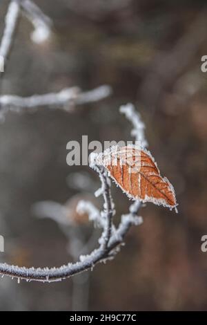 Frostiger Ulmenzweig mit dem letzten gelben Blatt am bewölkten Herbsttag Stockfoto