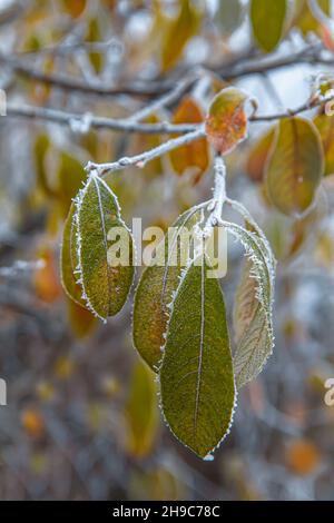 Die welkenden Blätter auf dem Weidenzweig sind in den ersten Herbstfrösten mit Reif bedeckt Stockfoto