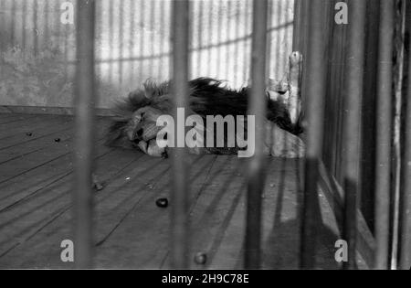 Poznañ, 1947-10. Stare Zoo. Poznañskie Zoo tu¿ po wojnie przejê³o okazy ze zniszczonego podczas walk Zoo we Wroc³awiu, a tak¿e likwidowanego ogrodu w Lesznie. NZ. lew. wb/gr PAP Dok³adny dzieñ wydarzenia nieustalony. Posen, 1947. Okt. Der alte Zoo. Der Zoo von Posen übernahm Tiere aus dem Zoo von Breslau, die während der Kämpfe beschädigt wurden, sowie aus einem liquidierten Zoo in Leszno. Im Bild: Eine Löwin. wb/gr PAP Stockfoto