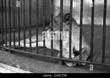 Poznañ, 1947-10. Stare Zoo. Poznañskie Zoo tu¿ po wojnie przejê³o okazy ze zniszczonego podczas walk Zoo we Wroc³awiu, a tak¿e likwidowanego ogrodu w Lesznie. NZ. Lwica. wb/gr PAP Dok³adny dzieñ wydarzenia nieustalony. Posen, 1947. Okt. Der alte Zoo. Der Zoo von Posen übernahm Tiere aus dem Zoo von Breslau, die während der Kämpfe beschädigt wurden, sowie aus einem liquidierten Zoo in Leszno. Im Bild: Eine Löwin. wb/gr PAP Stockfoto