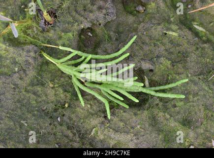 Langstachelige Glaswürze - Salicornia dolichostachya Stockfoto