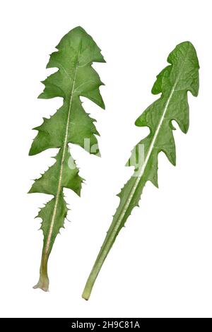 Löwenzahn - Taraxacum officinale Stockfoto