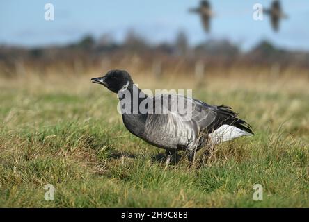 Brent Goose - Branta bernicla Stockfoto