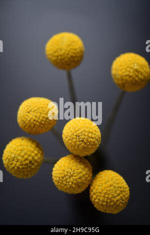 Flowers Craspedia, auch bekannt als Billy Buttons oder Wollyheads aus der Familie der Asteraceae, wurde in einem Studio aufgenommen Stockfoto