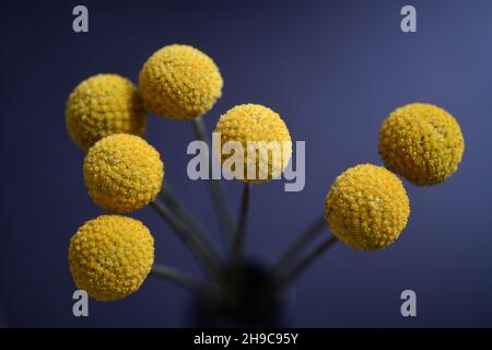 Flowers Craspedia, auch bekannt als Billy Buttons oder Wollyheads aus der Familie der Asteraceae, wurde in einem Studio aufgenommen Stockfoto