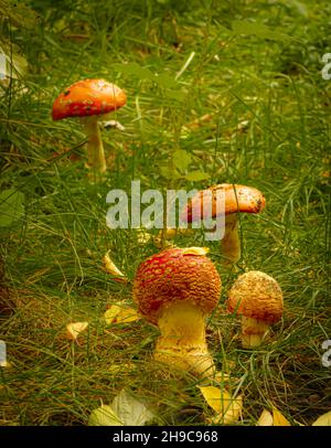 Amanita Pilze auf grünem Gras mit abgefallenen gelben Blättern Stockfoto