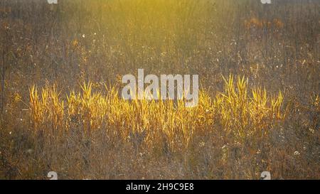 Gelbe Stängel getrockneter Feldgräser auf dem Hintergrund eines Herbstwaldes mit roten Blättern auf den Bäumen Stockfoto