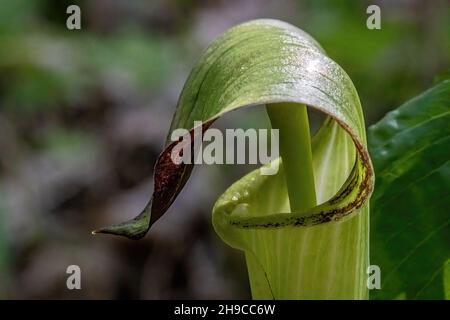 Jack-in-the-Pulpit in den Wäldern des Frühlings am Interstate State Park, St. Croix Falls, Wisconsin USA. Stockfoto