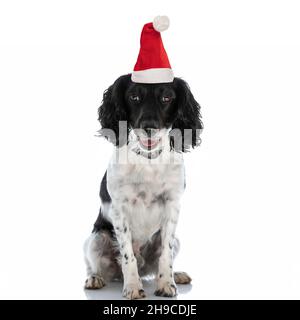 Schöner englischer springer-Spaniel-Welpe, der Weihnachtshut trägt und keuchend sitzt, während er im Studio auf weißem Hintergrund sitzt Stockfoto