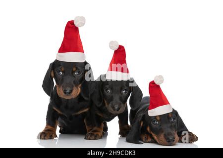 Drei kleine Teckel Dachshund-Welpen mit weihnachtshut, die aufschauen und auf weißem Hintergrund im Studio schüchtern sind Stockfoto