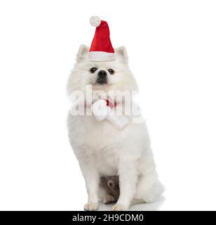 Liebenswert pommerschen Hund trägt weihnachtshut und Schal, während auf weißem Hintergrund im Studio stehen Stockfoto