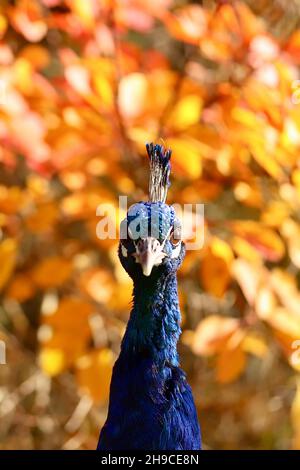 Porträt eines Pfau Stockfoto