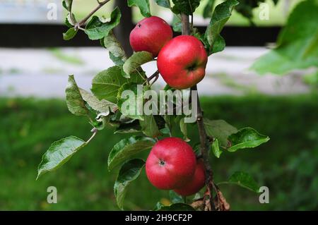 Bio elstar Apfel von der Obstwiese in Deutschland - echte, biologische rote Frucht von besserer Qualität Stockfoto