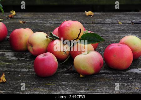 Bio elstar Apfel von der Obstwiese in Deutschland - echte, biologische rote Frucht von besserer Qualität Stockfoto