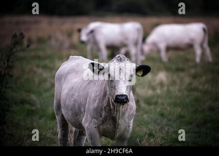 Britisches Weißviehtrio Stockfoto