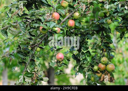 Bio elstar Apfel von der Obstwiese in Deutschland - echte, biologische rote Frucht von besserer Qualität Stockfoto