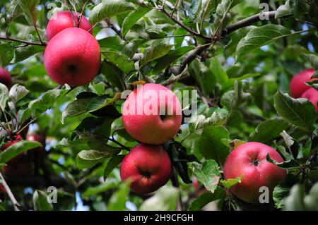 Bio elstar Apfel von der Obstwiese in Deutschland - echte, biologische rote Frucht von besserer Qualität Stockfoto