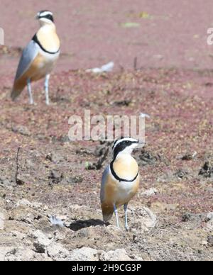 Ägyptische Taucher (Pluvianus aegyptius) an einem Schlammbecken. Njau, der Republik Gambia. Stockfoto