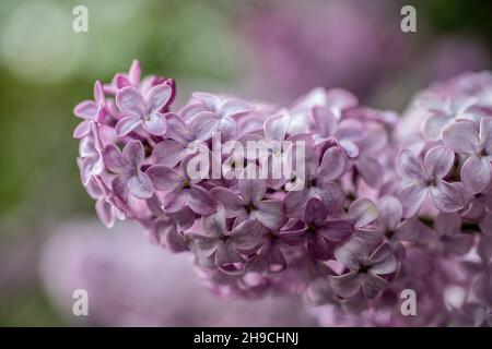 Zartes Pastell, verträumt aussehende Closeup Fliederblüte in Taylors Falls, Minnesota. Stockfoto