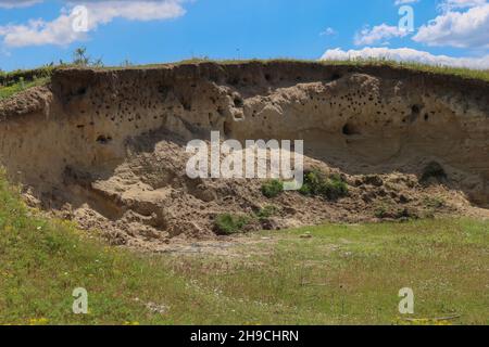 Nistplatz von Sand martin, Riparia riparia in Deliblato Sand in Serbien Stockfoto