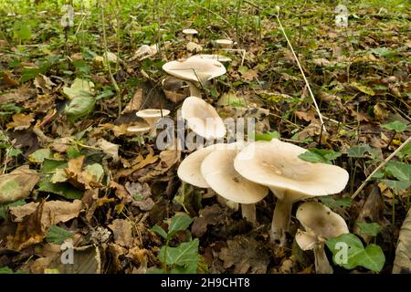 Nebeltrichter-Pilze (Clitocybe nebularis), auch bekannt als Nebelagarie, in Blattstreu in einem Wald in den Quantock Hills, Somerset, England. Stockfoto