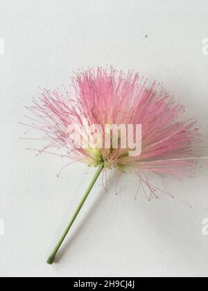 Rosa Blume des Akazienbaums von Konstantinopel Stockfoto