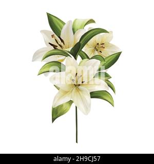 Schöne Karte mit weißen Lilien, Blumenstrauß auf Weiß. Stockfoto