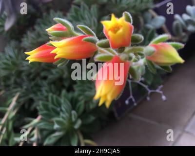 Rote und gelbe Blumen in einem Garten. Echeveria Setosa Stockfoto