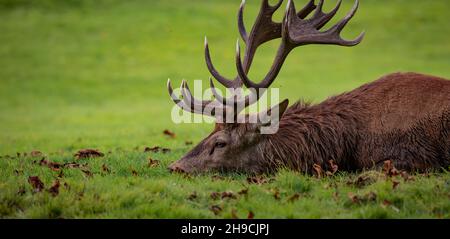 Rotwildhirsch, der sich während der Brunftzeit einen Moment zur Ruhe nimmt Stockfoto